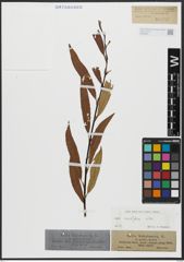 Foto von Salix acutifolia Willd.